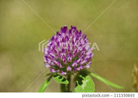 Red clover 111330693