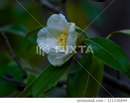 Shiraishi Haku Shiraishi Haku 111330844