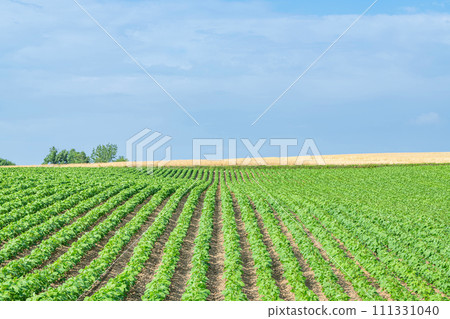 Summer image of Hokkaido: lush vegetables and fertile land Summer image of Hokkaido: lush vegetables and fertile land 111331040