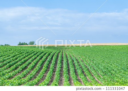 Summer image of Hokkaido: lush vegetables and fertile land Summer image of Hokkaido: lush vegetables and fertile land 111331047