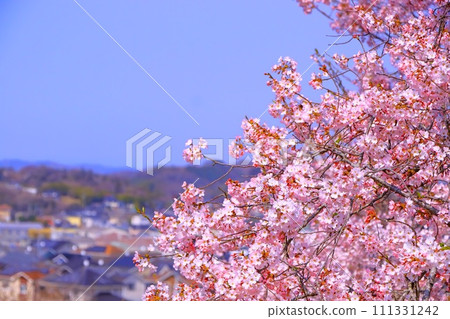 Clear blue sky and Edo Higanzakura 111331242