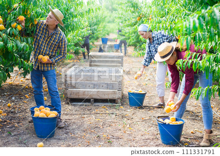Team of farm workers harvesting ripe peaches in fruit garden Team of farm workers harvesting ripe peaches in fruit garden 111331791