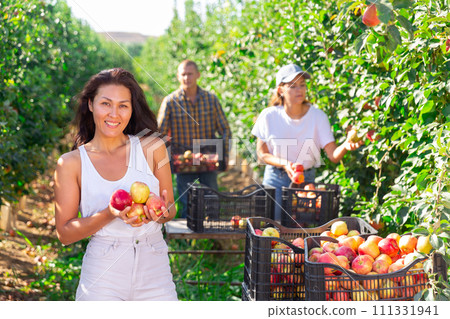 Portrait of female farmer with ripe apples in hands 111331941
