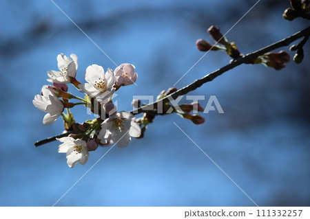 Cherry blossoms starting to bloom 111332257