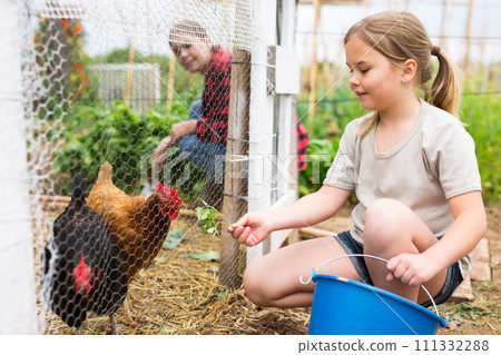 Little girl feeding hen in a chicken pen Little girl feeding hen in a chicken pen 111332288