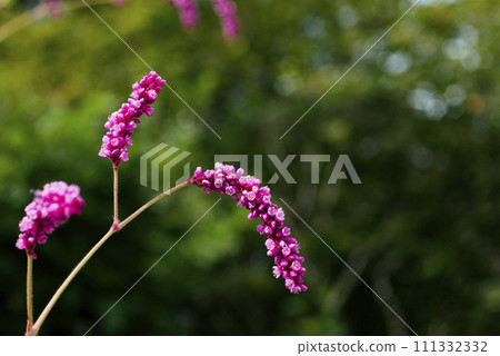 Oketade Oketade 111332332