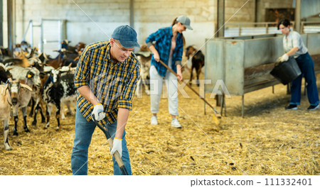 Hardworking young European man farmer raising hay on pitchfork, making straw preparations for the winter in goat barn 111332401