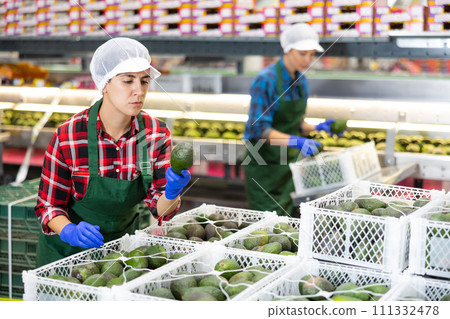 Portrait of woman sorting avocado to crates and checking quality 111332478