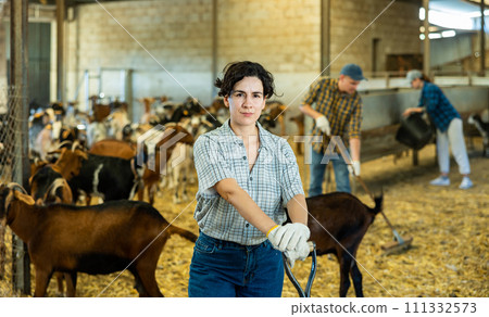 Focused young Latin woman farmer in plaid shirt leveling hay and straw with pitchfork in the goat pen barn in autumn Focused young Latin woman farmer in plaid shirt leveling hay and straw with pitchfork in the goat pen barn in autumn 111332573