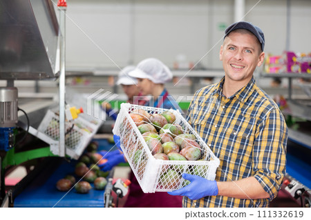 Worker carries boxes of mango fruits at factory 111332619
