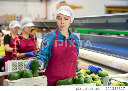 Woman working on producing sorting line at fruit warehouse, preparing avocado Woman working on producing sorting line at fruit warehouse, preparing avocado 111332817
