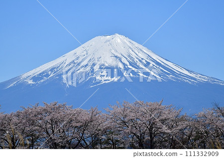 四月的富士山～櫻花盛開～ 111332909