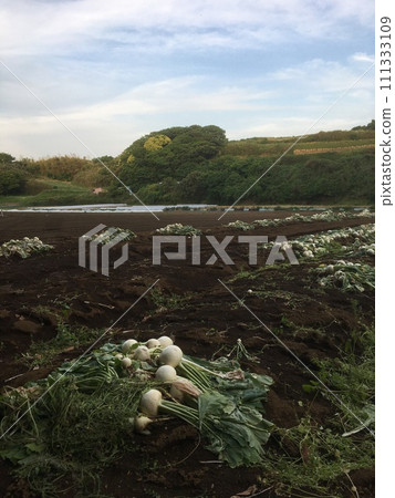 Turnips harvested in a field on the Miura Peninsula 111333109