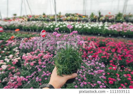 Flowers and plants growing in greenhouse Flowers and plants growing in greenhouse 111333511