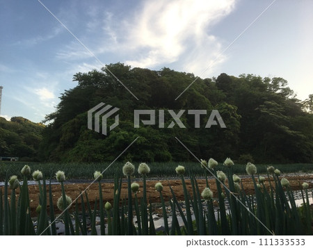 根方祖延伸至藍天 根方祖延伸至藍天 111333533