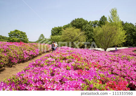 厚木杜鵑花山公園 厚木杜鵑花山公園 111333560