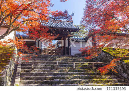 Kyoto in autumn, Manshu-in Temple, Chokushimon gate covered in autumn leaves Kyoto in autumn, Manshu-in Temple, Chokushimon gate covered in autumn leaves 111333693