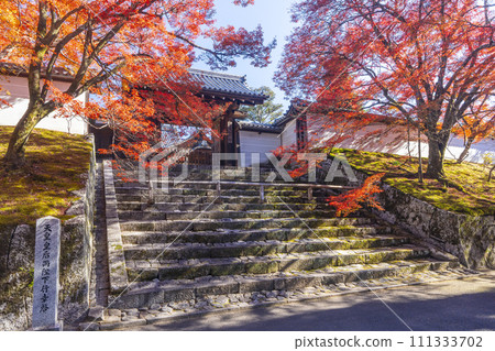 Kyoto in autumn, Manshu-in Temple, Chokushimon gate covered in autumn leaves Kyoto in autumn, Manshu-in Temple, Chokushimon gate covered in autumn leaves 111333702
