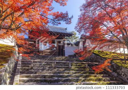Kyoto in autumn, Manshu-in Temple, Chokushimon gate covered in autumn leaves Kyoto in autumn, Manshu-in Temple, Chokushimon gate covered in autumn leaves 111333703