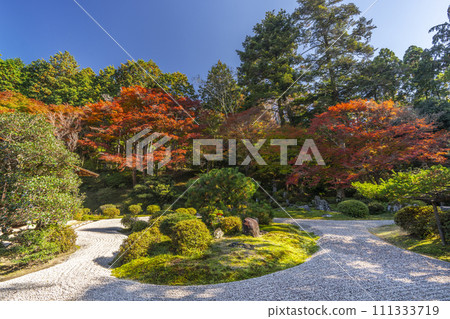 秋天的京都、曼殊院、秋葉和枯山水花園 111333719