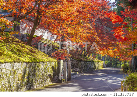 秋天的京都,曼殊院,秋葉覆蓋的直島門 秋天的京都,曼殊院,秋葉覆蓋的直島門 111333737
