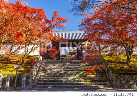 Kyoto in autumn, Manshu-in Temple, Chokushimon gate covered in autumn leaves Kyoto in autumn, Manshu-in Temple, Chokushimon gate covered in autumn leaves 111333741