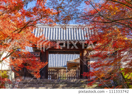 Kyoto in autumn, Manshu-in Temple, Chokushimon gate covered in autumn leaves Kyoto in autumn, Manshu-in Temple, Chokushimon gate covered in autumn leaves 111333742