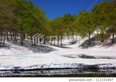 Spring beech forest with remaining snow 111333897