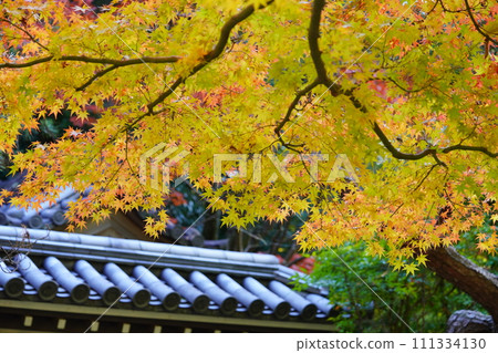 秋筱寺的秋葉，是奈良的一座寺廟，秋天著名的道路上 111334130