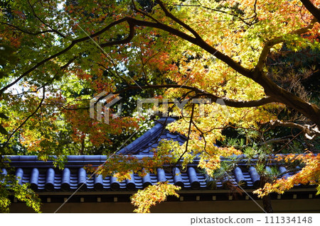 Autumn leaves on the famous approach to Akishinoji Temple in autumn, a temple in Nara Autumn leaves on the famous approach to Akishinoji Temple in autumn, a temple in Nara 111334148
