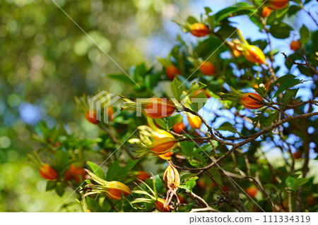 Gardenia fruit at Akishinoji Temple in autumn, a temple in Nara 111334319