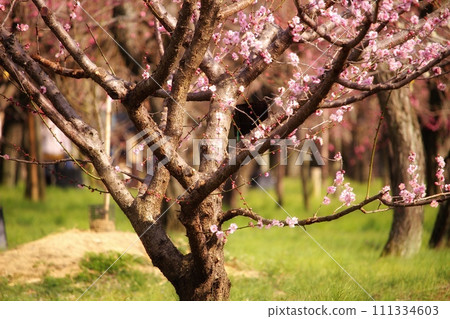 plum plum 111334603
