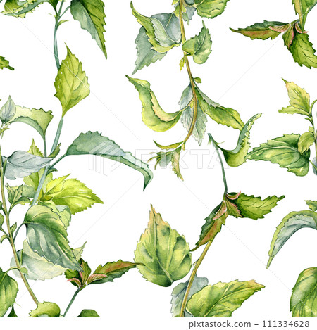 Nettle herbal plant watercolor seamless pattern isolated on white. Illustration of the Urticaria dioica stinging plant hand drawn. Print of useful herb. Design for textile, package, wallpaper 111334628