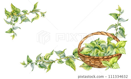 Frame with nettle medicine plant watercolor illustration isolated on white. Full straw basket with stinging herbal plants hand drawn. Design element for label, package, nettle product, apothecary 111334632