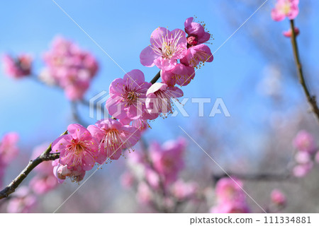 梅(Domochine) 梅(Domochine) 111334881