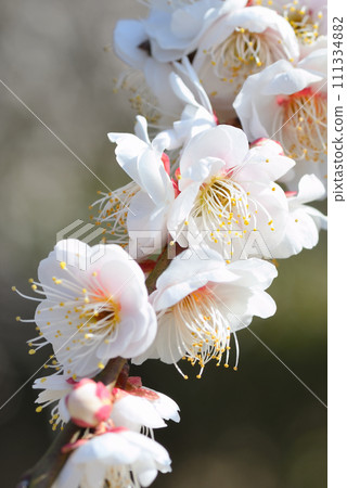 梅花（淡路哭泣） 111334882