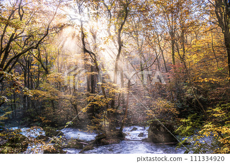 Aomori Oirase Stream Light 09 111334920