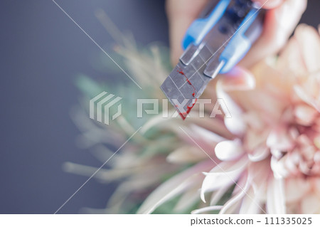 女人的手拿著一把血淋淋的刀具和一束花 111335025