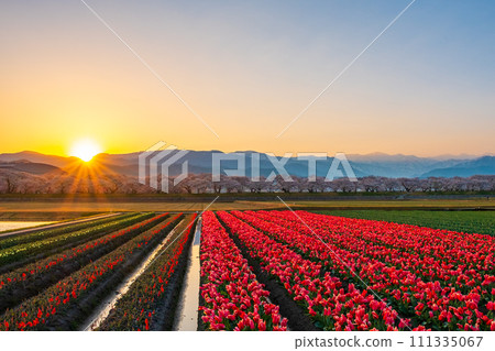 Asahi Funakawa (spring/dawn) Asahi Funakawa (spring/dawn) 111335067