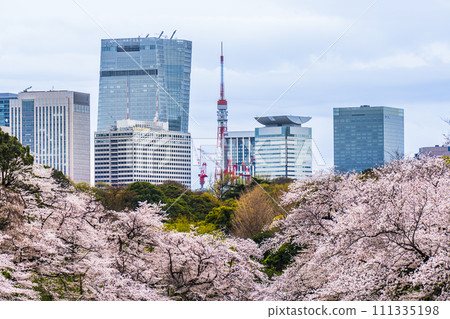 千鳥淵、盛開的櫻花和建築物[東京都千代田區] 111335198