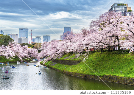 櫻花盛開的千鳥淵。儘管陰天，美麗的櫻花盛開[東京都千代田區] 111335199