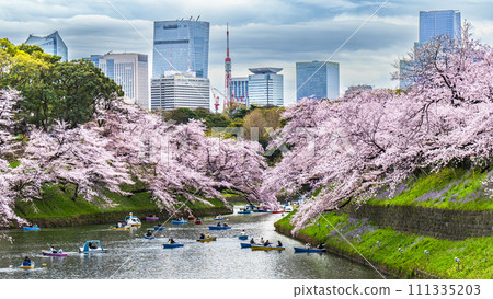 千鳥淵、盛開的櫻花和建築物[東京都千代田區] 111335203