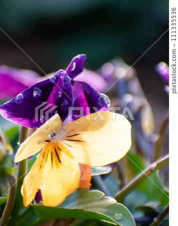 Viola Viola 111335536