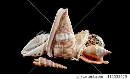 Still life of seashells on a black background 111335629