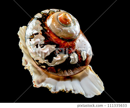 South African Turban Shell on a black background 111335633