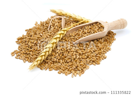 Wheat grain seeds spilling from two wooden scoops 111335822