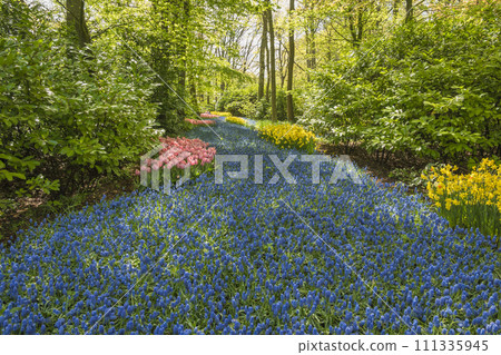 Spring Grape Hyacinth field in garden at Lisse near Amsterdam Holland Netherlands 111335945