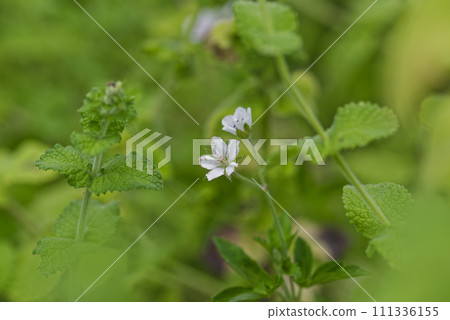 Geranium thunbergii Geranium thunbergii 111336155