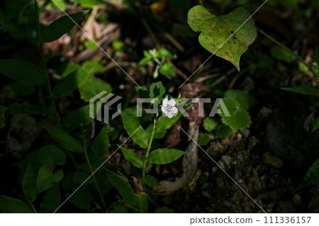 Geranium thunbergii Geranium thunbergii 111336157