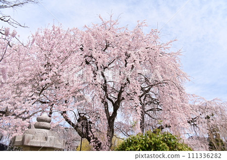 Weeping cherry blossoms in full bloom against the spring sky 111336282